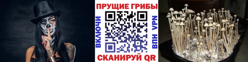 Купить закладки  Курчатов  Псилоцибиновые грибы Psilocybe 